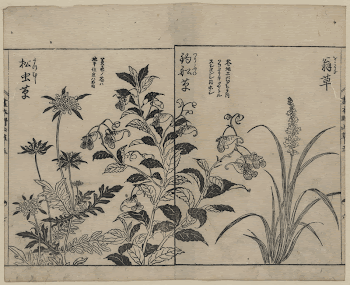 [Japonica, bell flowers, and anemone]. | Free Photo - rawpixel