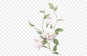 Jasmine Mo Li Hua - White flowers 