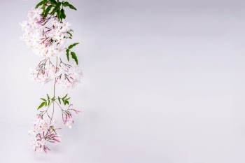 Jasmine vine, covered in fragrant flowers, frames blank wall.
