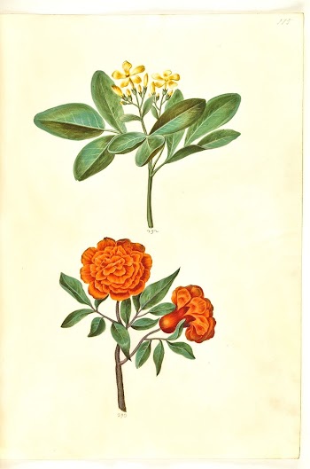 Jasminum odoratissimum (house jasmine);Punica granatum | Free Photo - rawpixel
