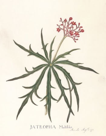 Jatropha Multifidis | Free Photo - rawpixel