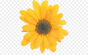 Jaunsvente Manor Image Hotel James Bay Market Society Photograph - flower thumbnail 