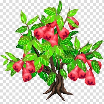 Java apple Fruit tree Strawberry, Wax apple tree transparent background PNG clipart