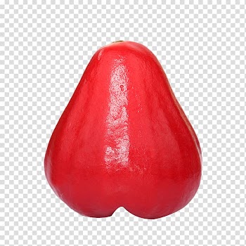 Java apple Red , A beautiful wax apple fruit transparent background PNG clipart