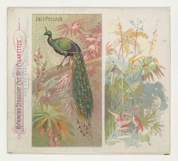 Java Peacock, from Birds of the Tropics | Free Photo - rawpixel