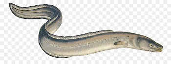 Jaw Fish - eel 