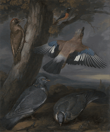 Jay, Green Woodpecker, Pigeons, and | Free Photo - rawpixel