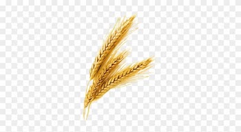Je Rice Grain Vector Png - Wheat Png