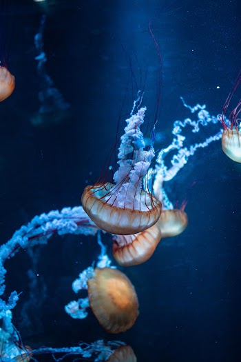 Jellyfish