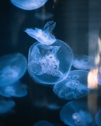 Jellyfish