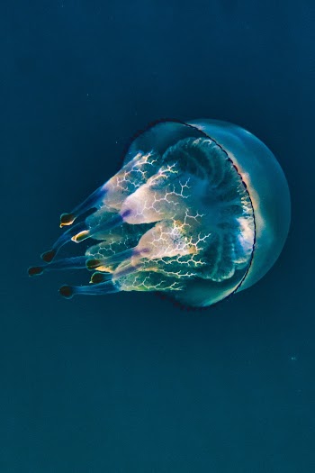 Jellyfish