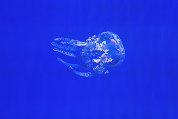 Jellyfish