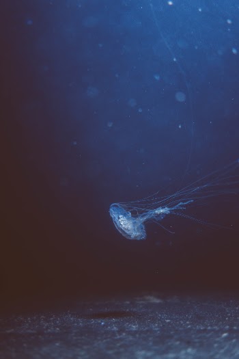 Jellyfish
