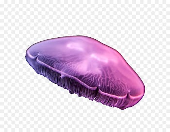 Jellyfish Aurelia aurita Purple - Dream purple moon jellyfish 