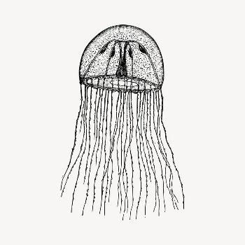 Jellyfish clipart, vintage hand drawn | Free Vector - rawpixel