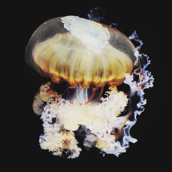 Jellyfish collage element, isolated image | Free PSD - rawpixel