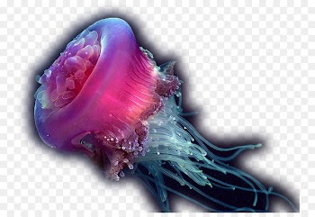 Jellyfish Deep sea creature Ocean - sea 