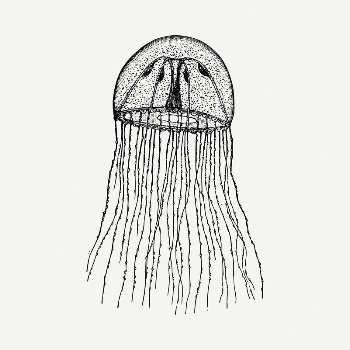 Jellyfish drawing, vintage illustration psd. | Free PSD - rawpixel