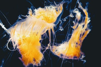 Jellyfish elegantly workout at the Monterey Bay aquarium.  Tendrils look like wisps of rising smoke.  Foreground and background are a tangled mess.