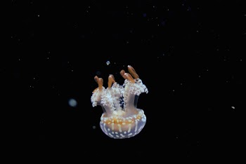 Jellyfish Illustration