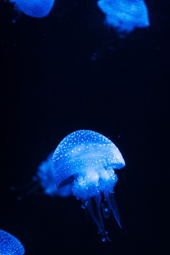 Jellyfish Illustration