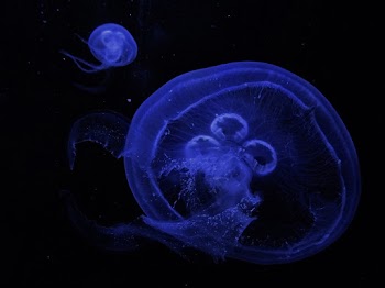 Jellyfish In Body Of Water