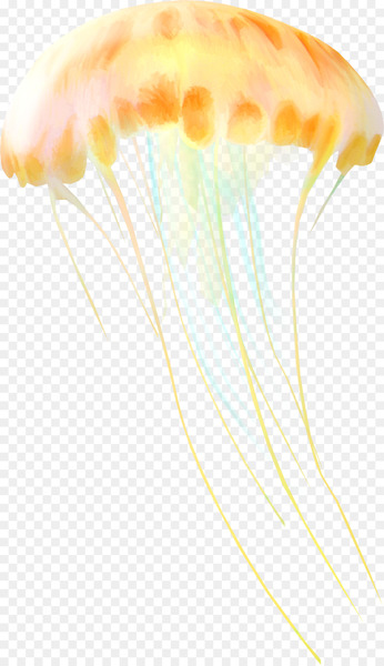 Jellyfish Marine biology Sea Invertebrate - jellyfish 