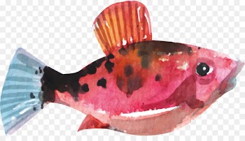 Jellyfish Marine biology - Watercolor Tropical Fish Design 