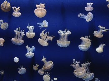 Jellyfish. Original public domain image | Free Photo - rawpixel
