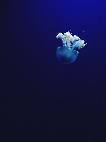Jellyfish. Original public domain image | Free Photo - rawpixel