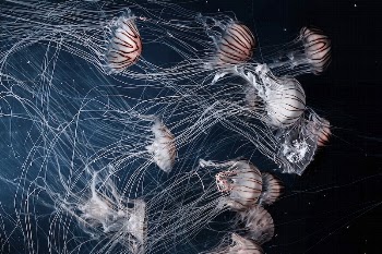 Jellyfish. Original public domain image | Free Photo - rawpixel