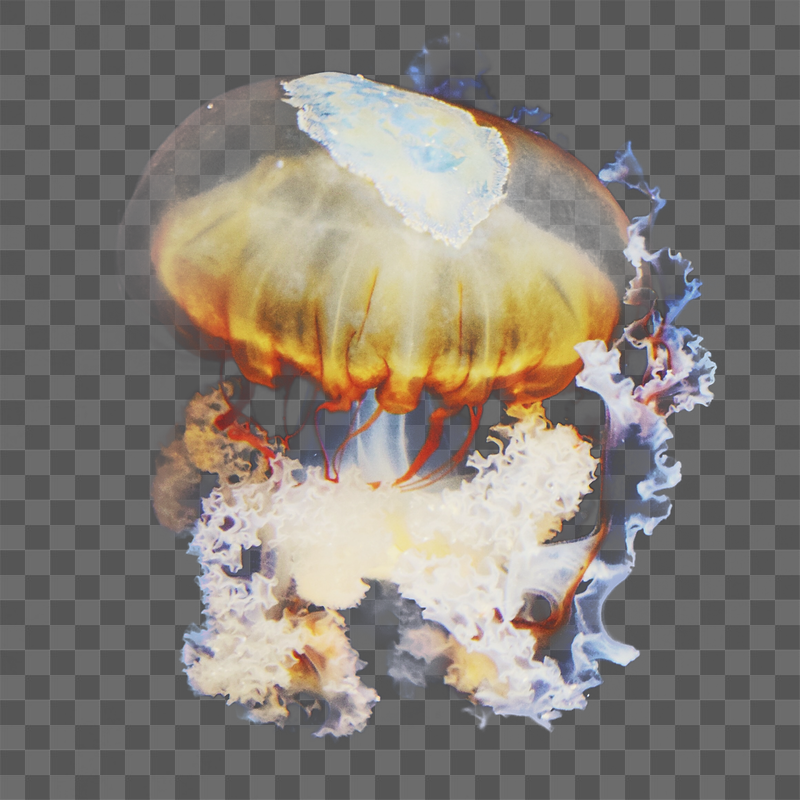 Jellyfish png sticker, animal image, | Free PNG - rawpixel