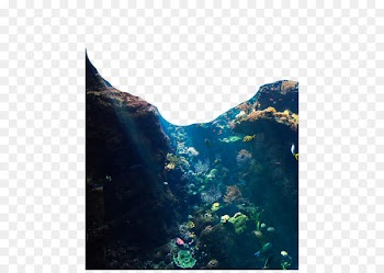 Jellyfish Underwater Ocean Coral reef - Mountain jungle 