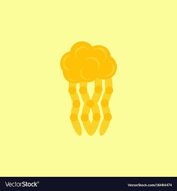 Jellyfish vector image