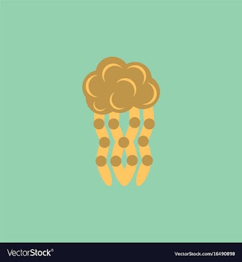 Jellyfish vector image