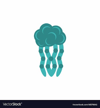Jellyfish vector image