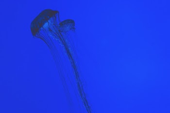 Jellyfish Wallpaper
