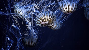 Jellyfish wallpaper desktop, aesthetic HD | Free Photo - rawpixel