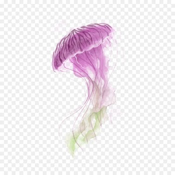 Jellyfish Watercolor painting Vector graphics Canvas - painting 