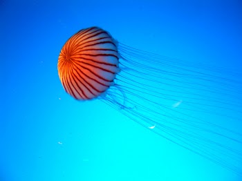 Jellyfish5_042704.jpg