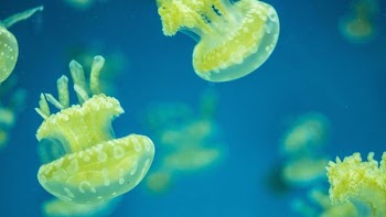 jellyfishes underwater