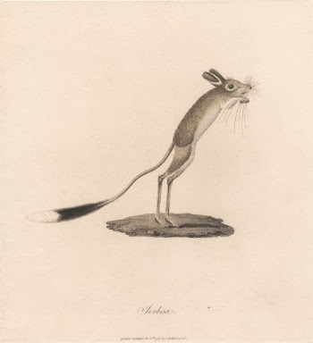 Jerboa by James Heath | Free Photo - rawpixel