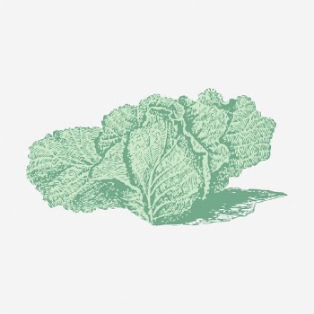 Jersey cabbage clipart, vegetable vintage | Free Vector - rawpixel