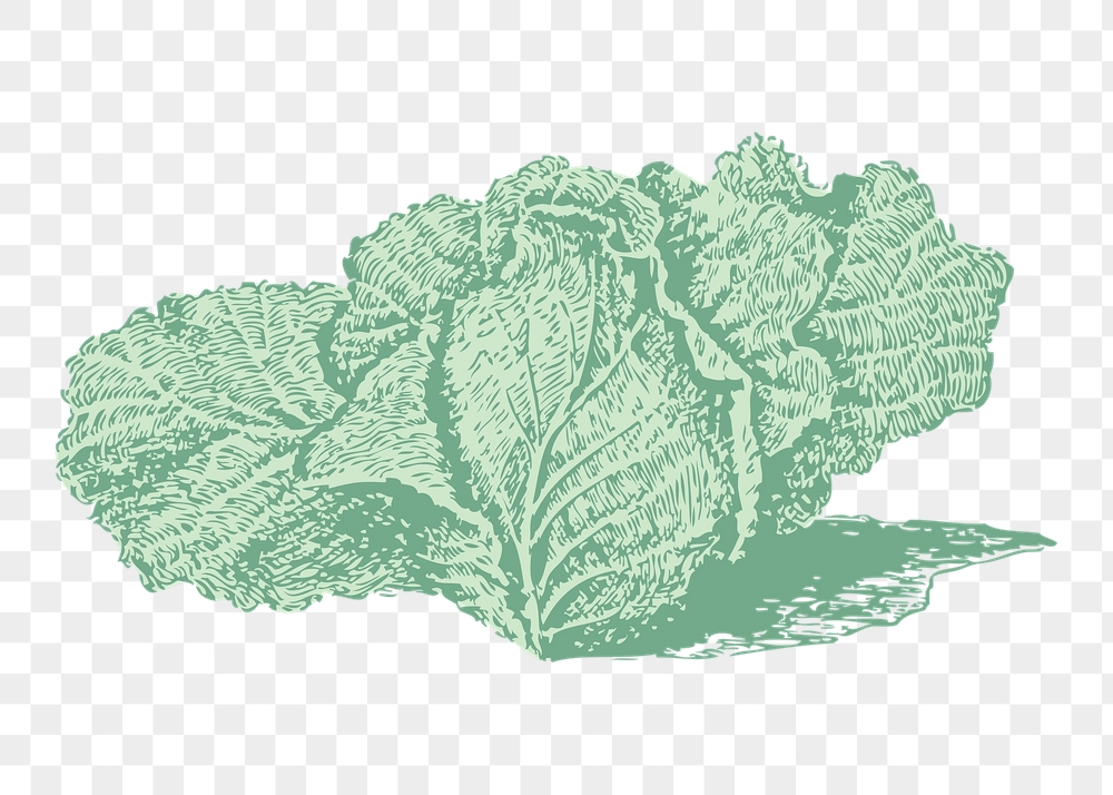 Jersey cabbage png sticker, vegetable | Free PNG - rawpixel