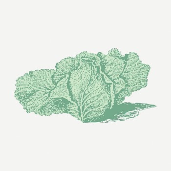 Jersey cabbage sticker, vegetable vintage | Free PSD - rawpixel