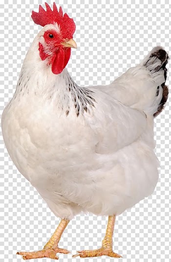 Jersey Giant Egg Chicken meat Poultry , watercolor baby transparent background PNG clipart