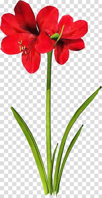 Jersey lily , flower transparent background PNG clipart