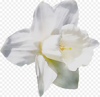 Jersey lily Narcissus Moth orchids Belladonna -  