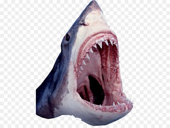 Jersey Shore shark attacks of 1916 Great white shark - sharks 