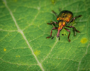 Jewel Weevil Crawling On Leaf
